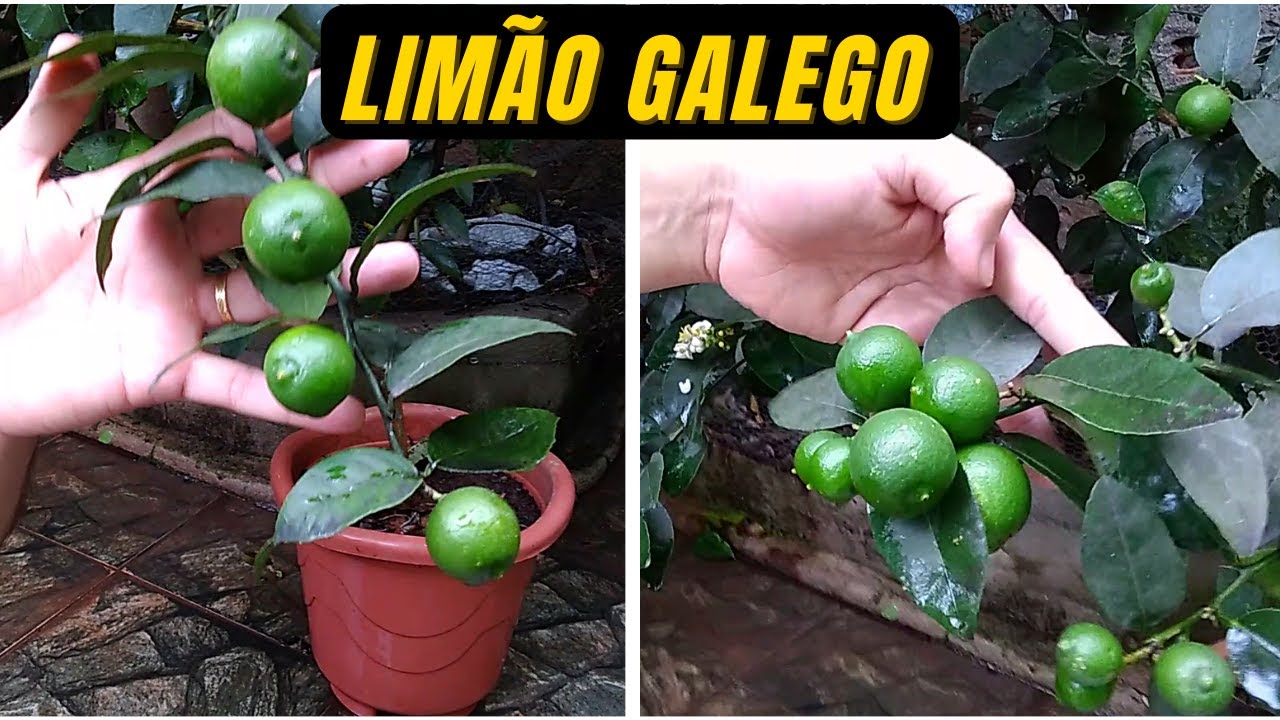 Pé de Limão Galego em vaso Como cuidar e Aumentar a Produção