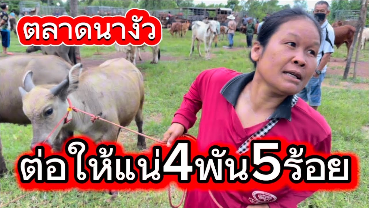 ลุงวิมลเลาะชมบรรยากาศชื่อขายควายตลาดนางัง อ.สว่าง จ.สกลนคร #ราคาควายวันนี้ 20/7/68