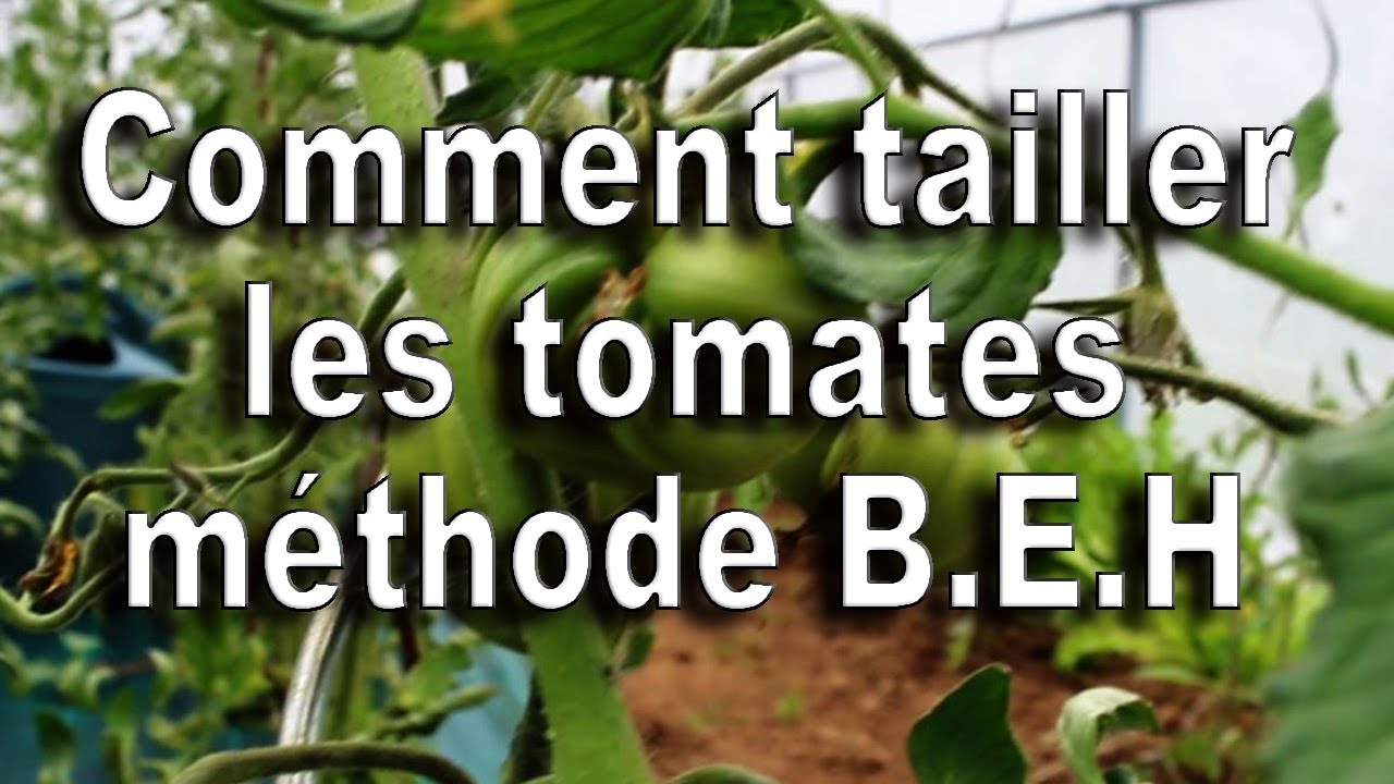 Comment tailler les tomates maintenant méthode B.E.H