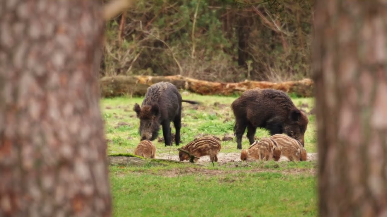 Christian Janssen - Source of joy (Nature Piano Visualizer - Little Wild Boars)