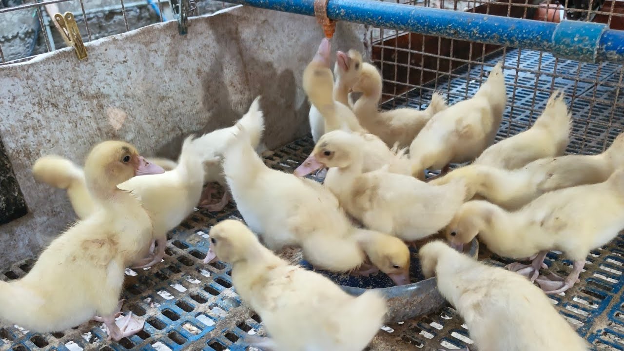 Ducklings day 30 #shortsbeta #smallyoutuber #pets #animals #duckling
