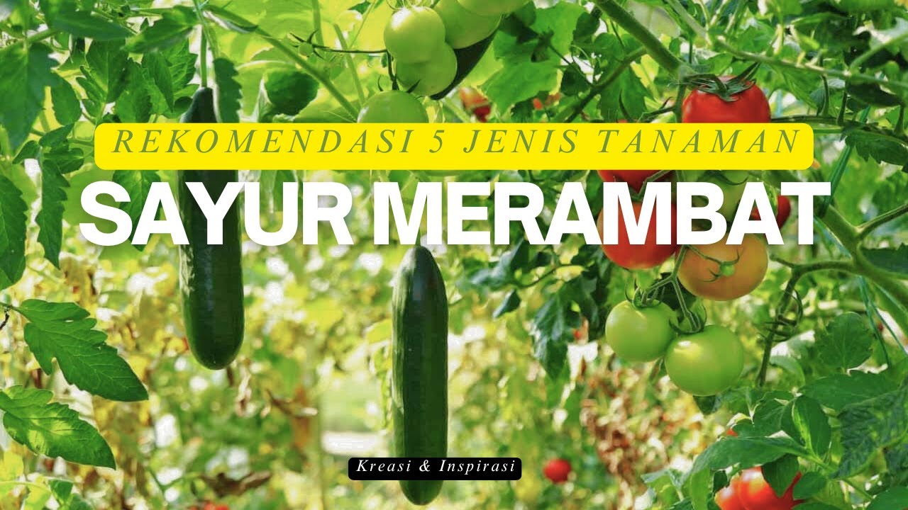 PANEN SAYUR SEGAR TIAP HARI! Inilah 5 JENIS TANAMAN SAYUR Merambat yang Wajib Ditanam di RUMAH!