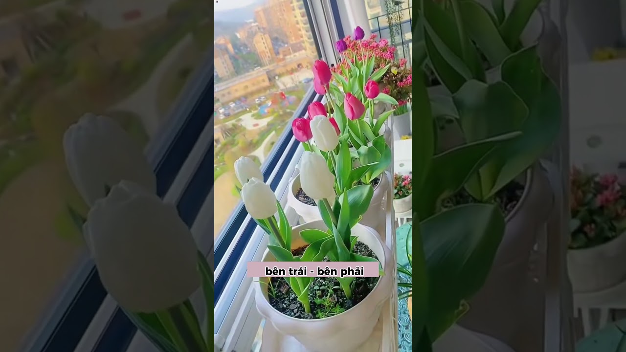 Củ hoa tulip trồng Tết