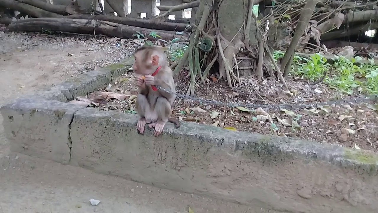 Xem Em Khỉ MyNu đi chơi m&agrave; sợ ch&oacute; .