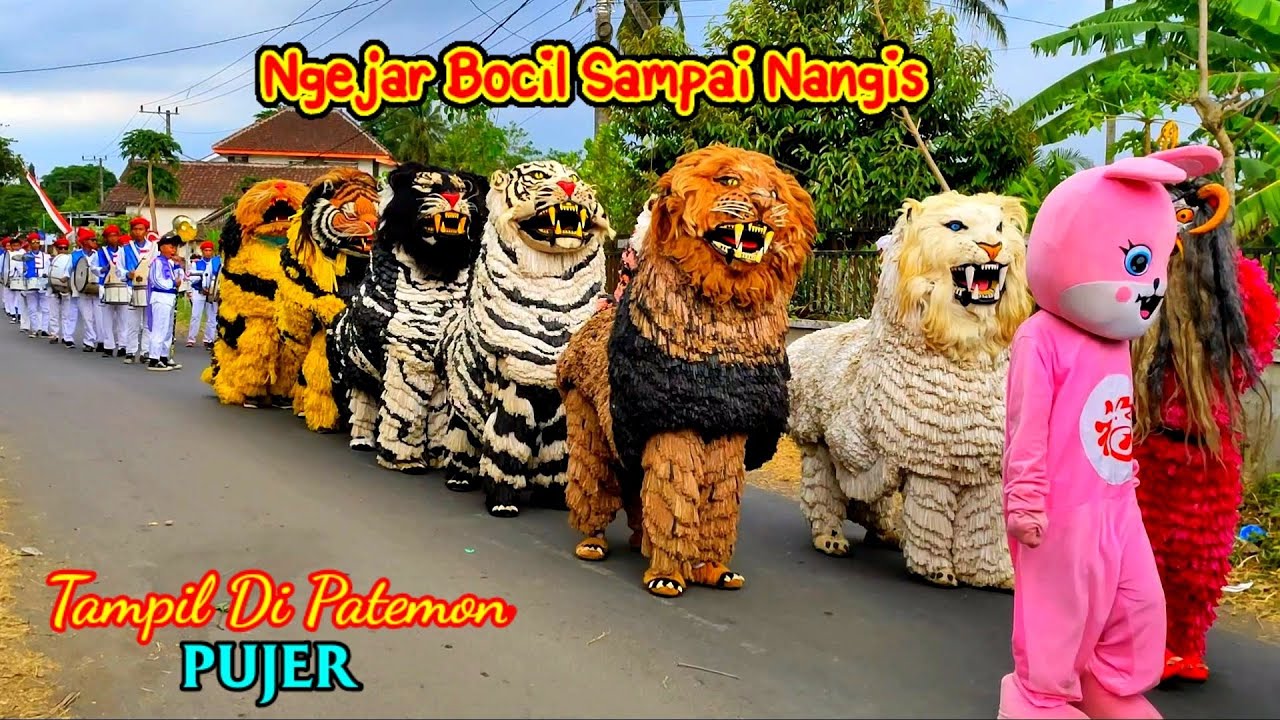 Can macanan Singo Raung cilik di undang acara KHITANAN | Ngejar Bocil Sampai nangis ketakutan