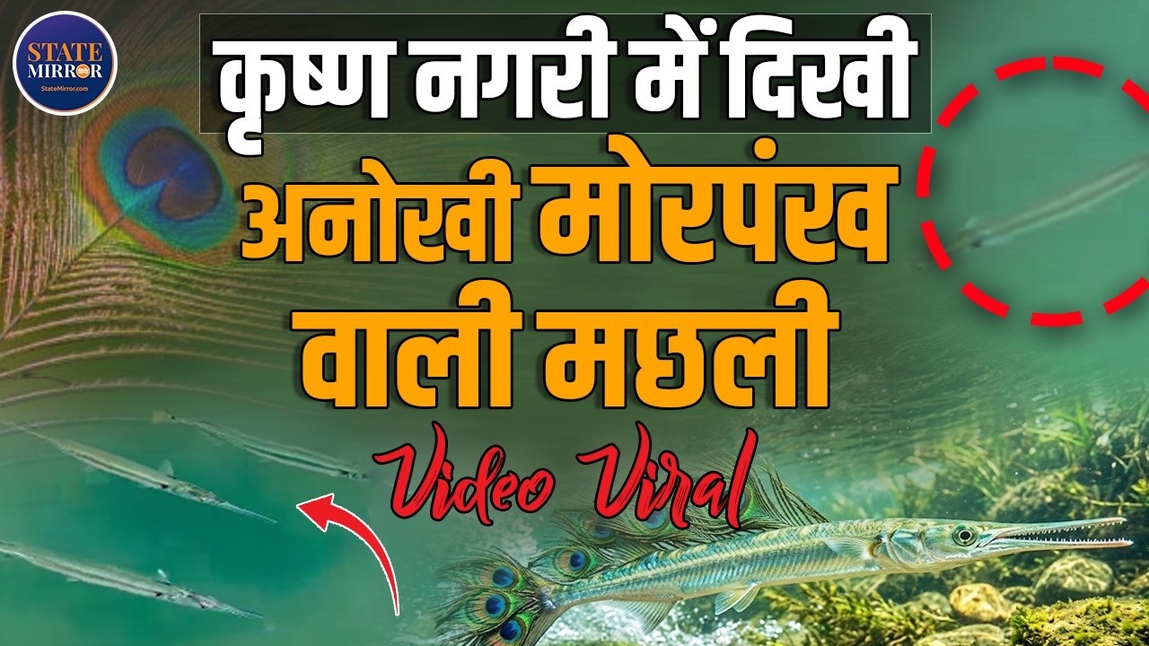 Peacock-Tail Fish Spotted | Gomti Ghat Dwarka | Mystery Creature | Krishna Avtaar | Faith | Viral
