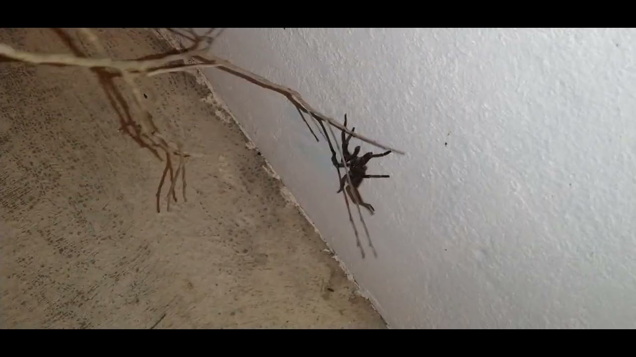 ARANHA NA RUA VAMOS PROTEGER