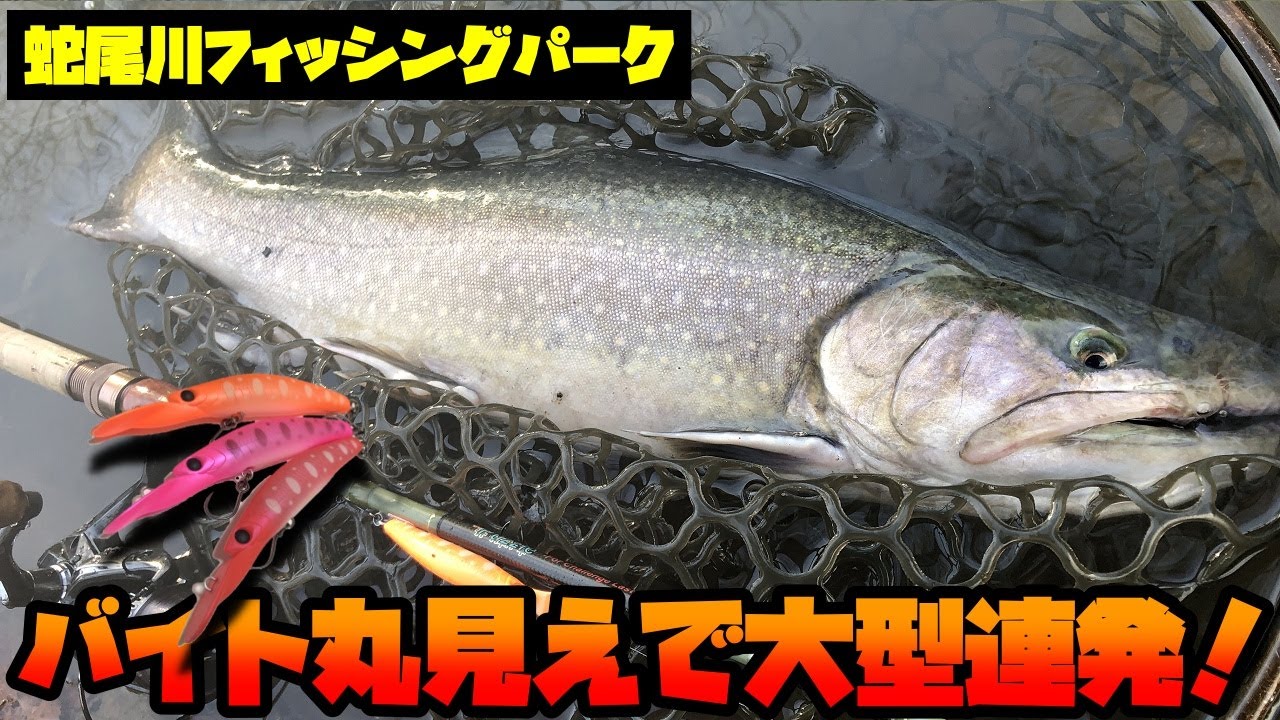 Big trout aimed at sight fishing