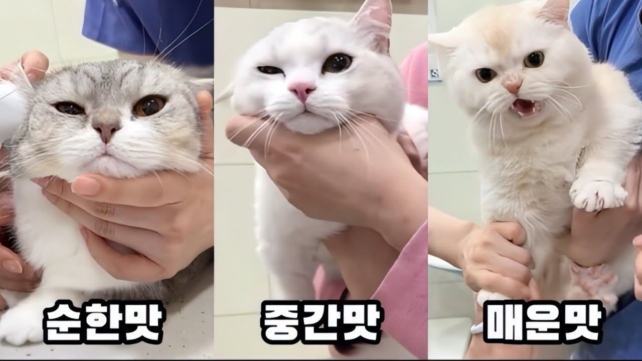 동물병원에 가면 우리집 고양이의 성격을 알 수 있습니다
