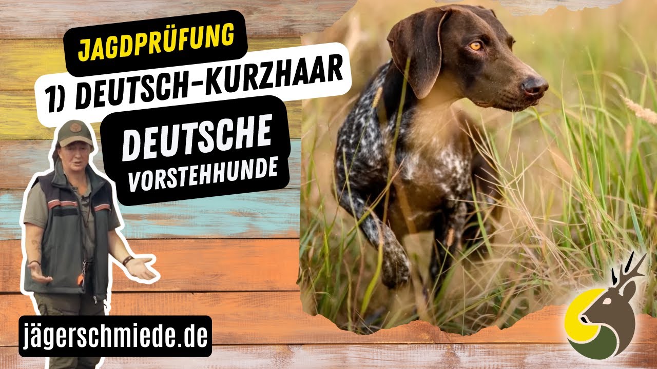 1) Deutsch-Kurzhaar (Deutsche Vorstehhunde) - 💡 Wissen für deine Jagdprüfung
