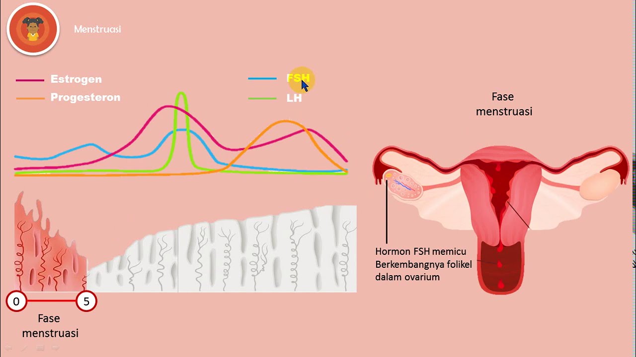 IPA Kelas 9 : Sistem Reproduksi Pada Manusia IV (menstruasi, fertilisasi dan kehamilan)