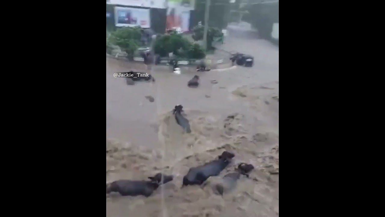 #Junagadh@22/7/2023 Unbearable scene of Junagadh when flood situation occurred on 22/7/2023.