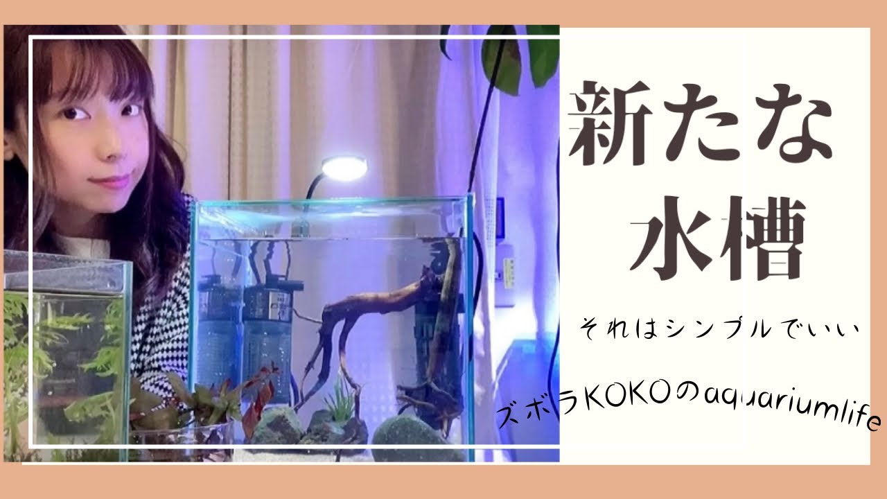 【アクアリウム】わけあって、25cmキューブ水槽立ち上げました