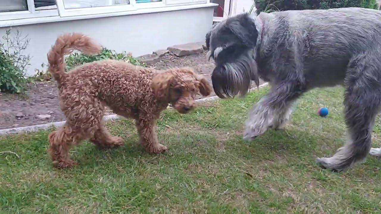 Standard Schnauzer and Toy Poodle