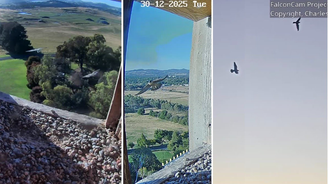 FalconCam Project🪽Girri Flight Training with Dad 🚀 2 Days, 3 Cameras  📹 2025 28-30 Dec