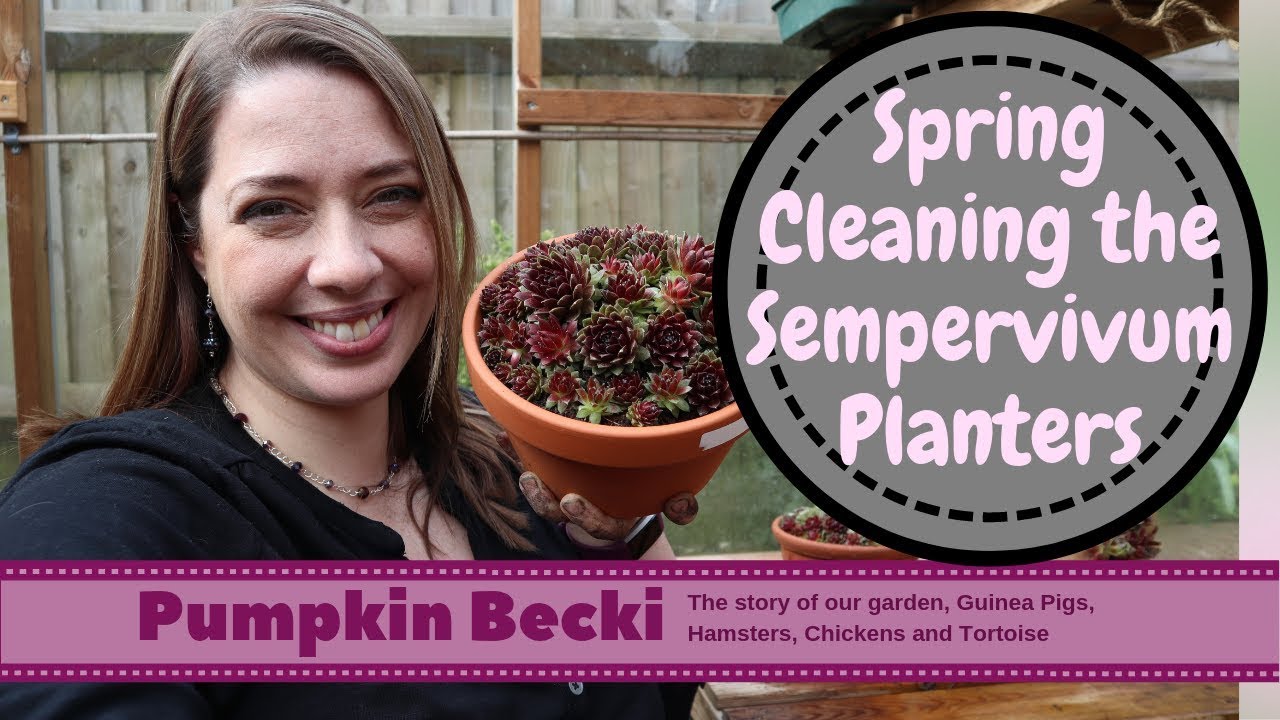 Sempervivum Maintenance Spring 2019