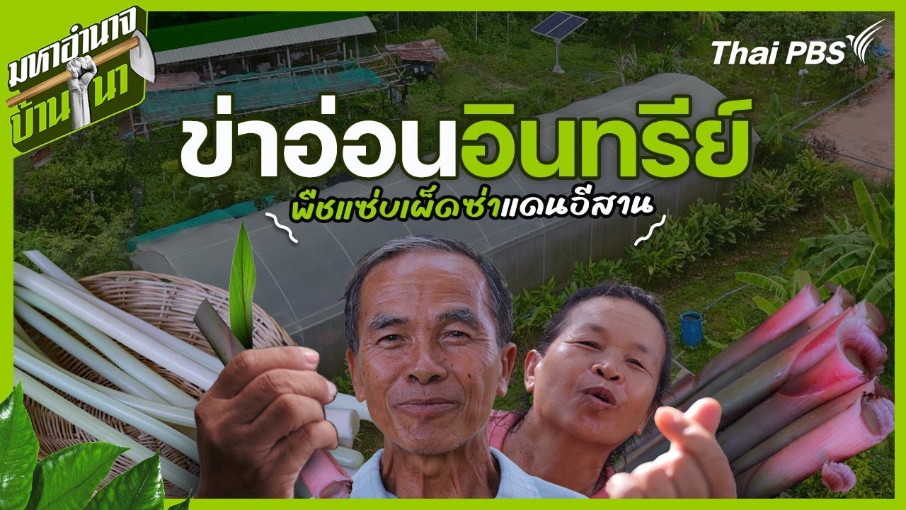 ข่าอ่อนอินทรีย์ พืชแซ่บเผ็ดซ่าแดนอีสาน | มหาอำนาจบ้านนา