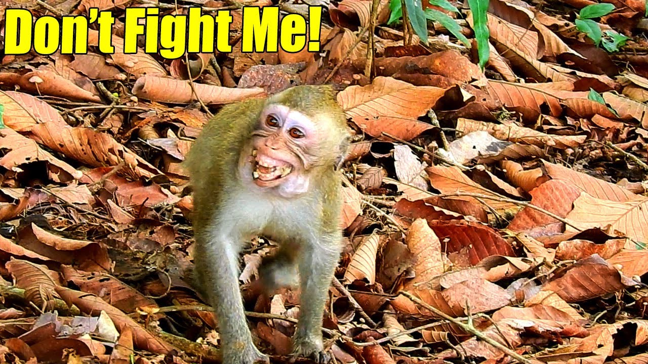 S-adly! Monkey ALba Cried Painful Coz Her Mom Anna Attacked Her While They Were Eating.