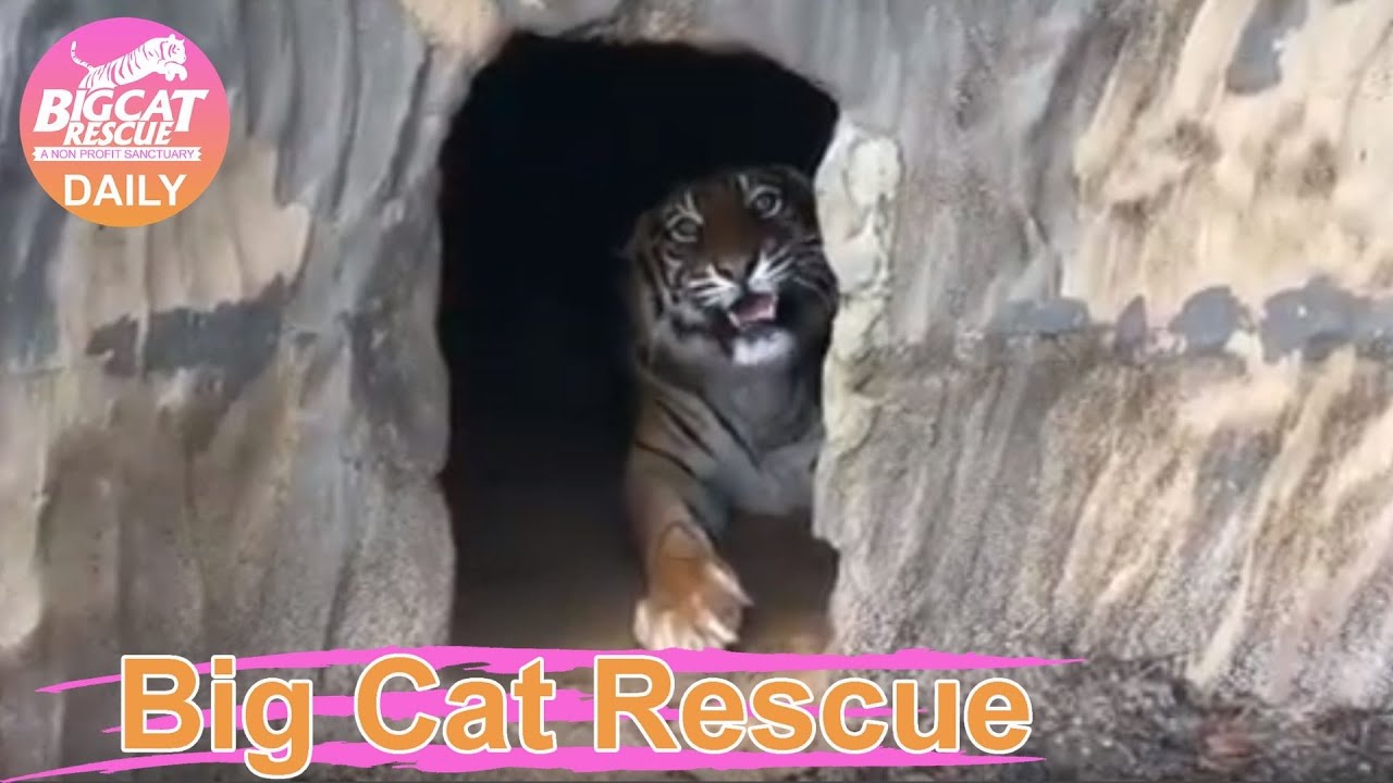 Экскурсия по дому для спасения больших кошек: Аманда Тайгер