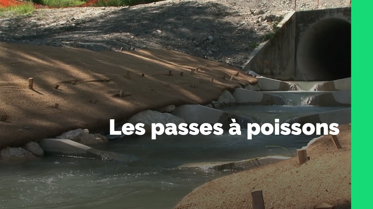 Les passes à poissons