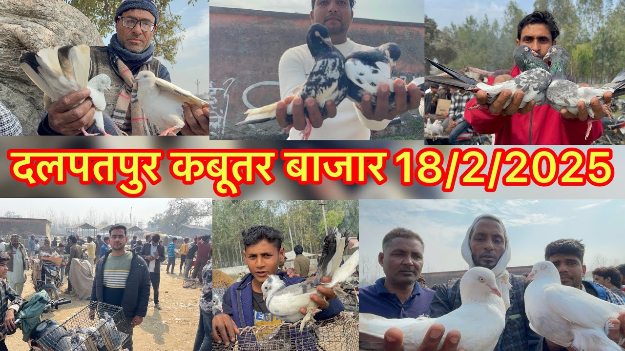दलपतपुर कबूतर बाजार Dalpatpur kabootar bajar 18/2/2025