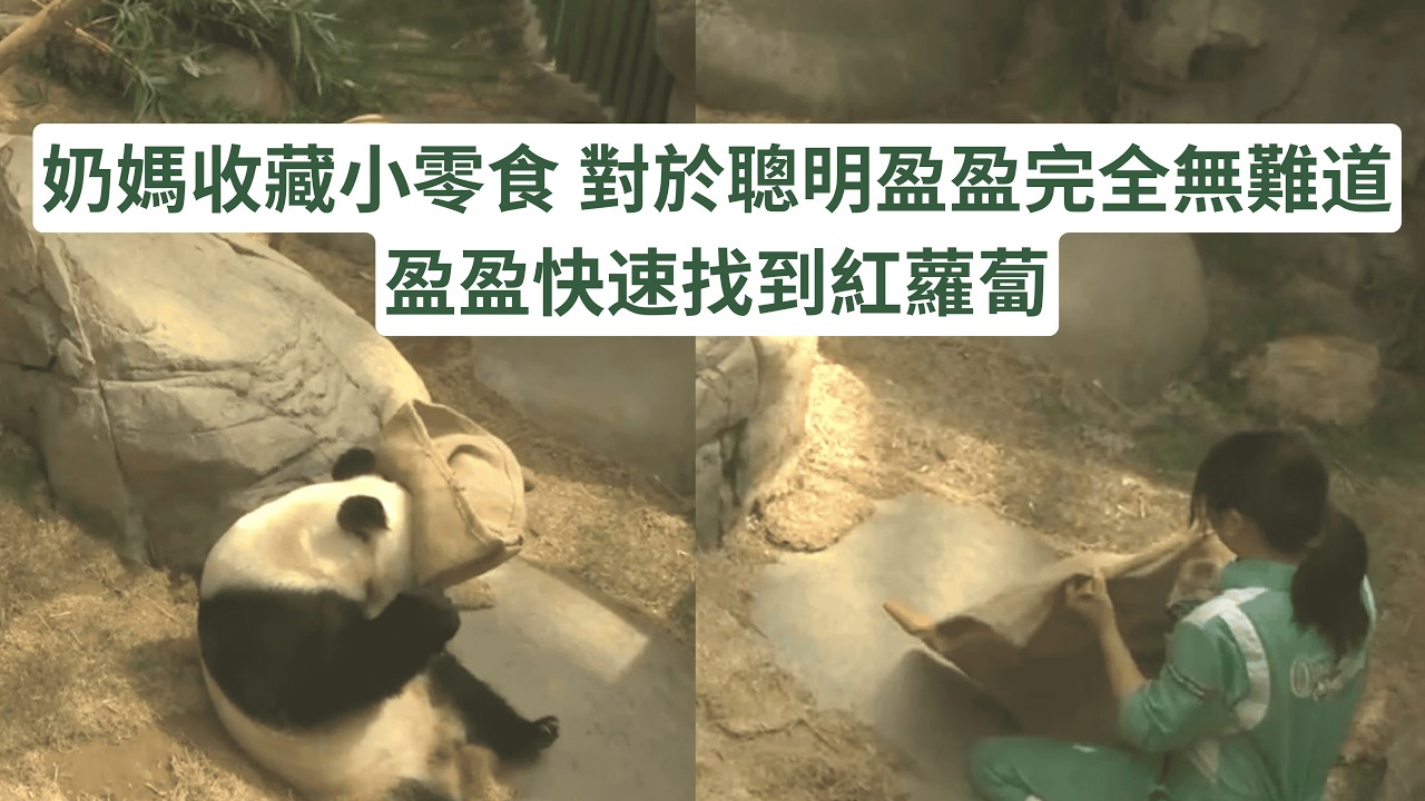 奶媽收藏小零食 盈盈聞聞好快揭起麻布找到紅蘿蔔 對於聰明盈盈完全無難道 下次要將難度升級 #panda #cutepanda #熊貓 #香港