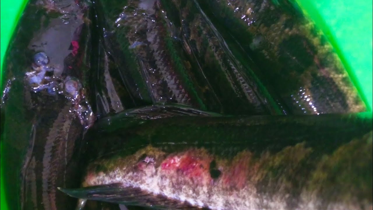 MUNGUSU YA FRAÎCHE .BIO NA BIO