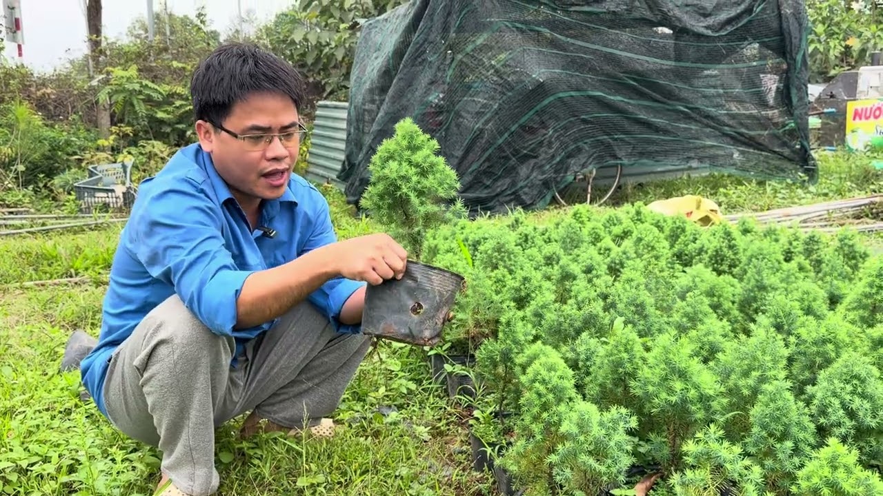 ✅10 NĂM TRỒNG CÂY HOÀNG ĐÀN TUYẾT LẠNG SƠN BÁN ĐƯỢC BAO NHIÊU | 0764 456 123