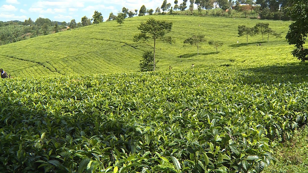 The Potential of Uganda&rsquo;s Tea Production