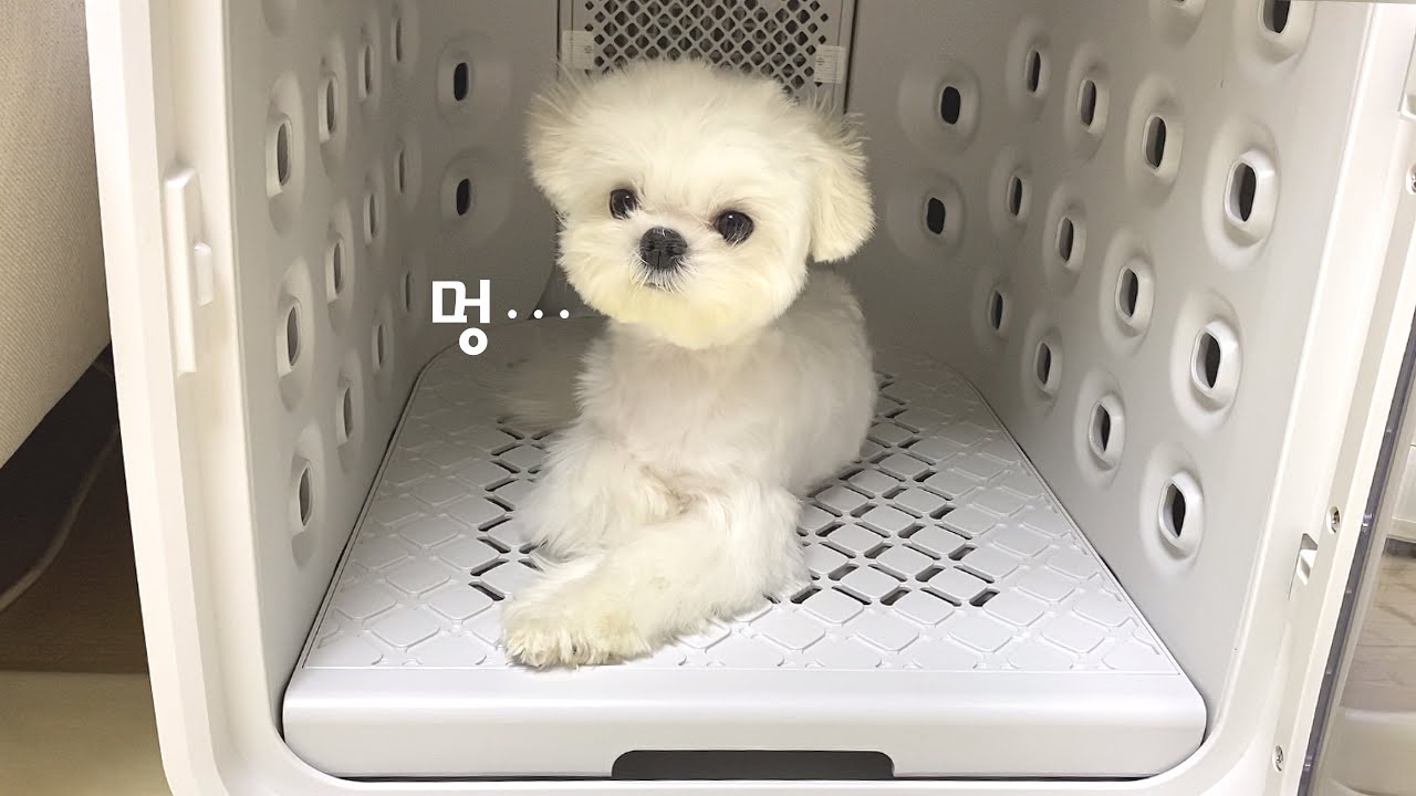 펫 드라이룸 적응훈련 성공한 말티즈🌟