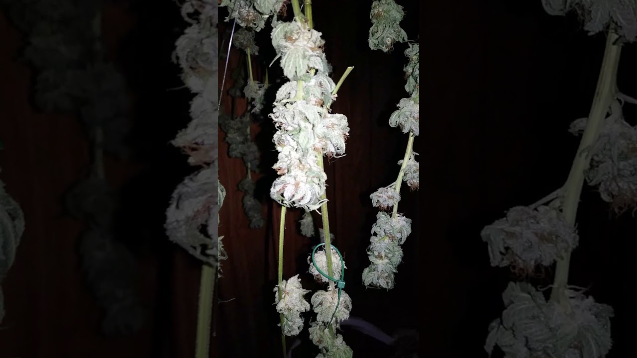 #AGE#21+ ONLY. Sour Grapes and Caramel Candy Kush Hanging.