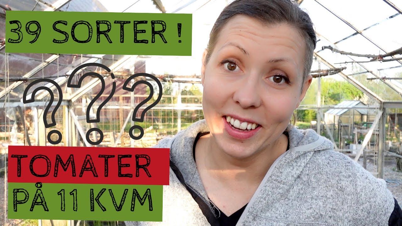 Jag ska odla 39 sorters TOMATER i mitt 11 kvm stora växthus - Förberedelser inför säsongen -22