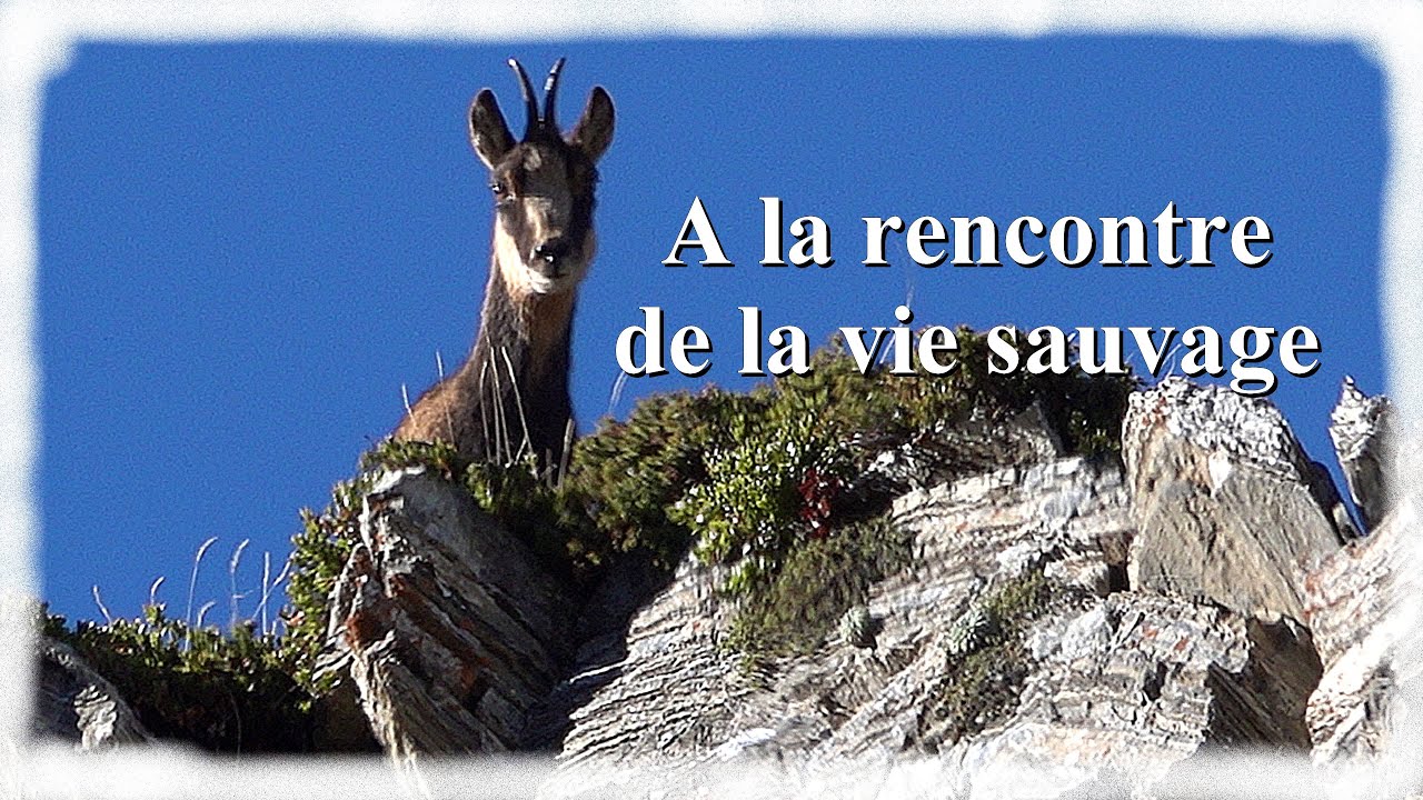 A la rencontre de la vie sauvage