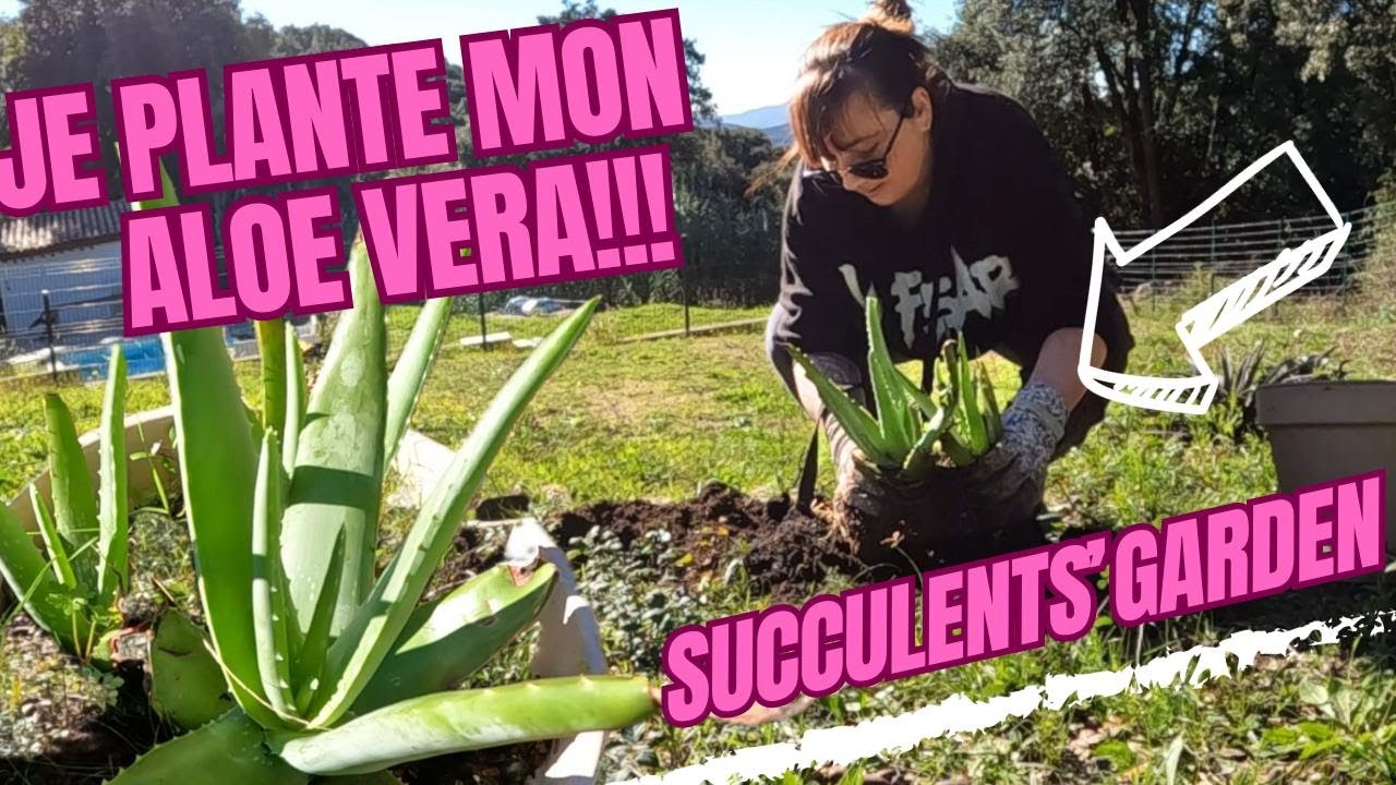 Je plante mon ALOE VERA en pleine Terre! | SUCCULENTS'GARDEN | LE PETIT JARDIN DE BOB