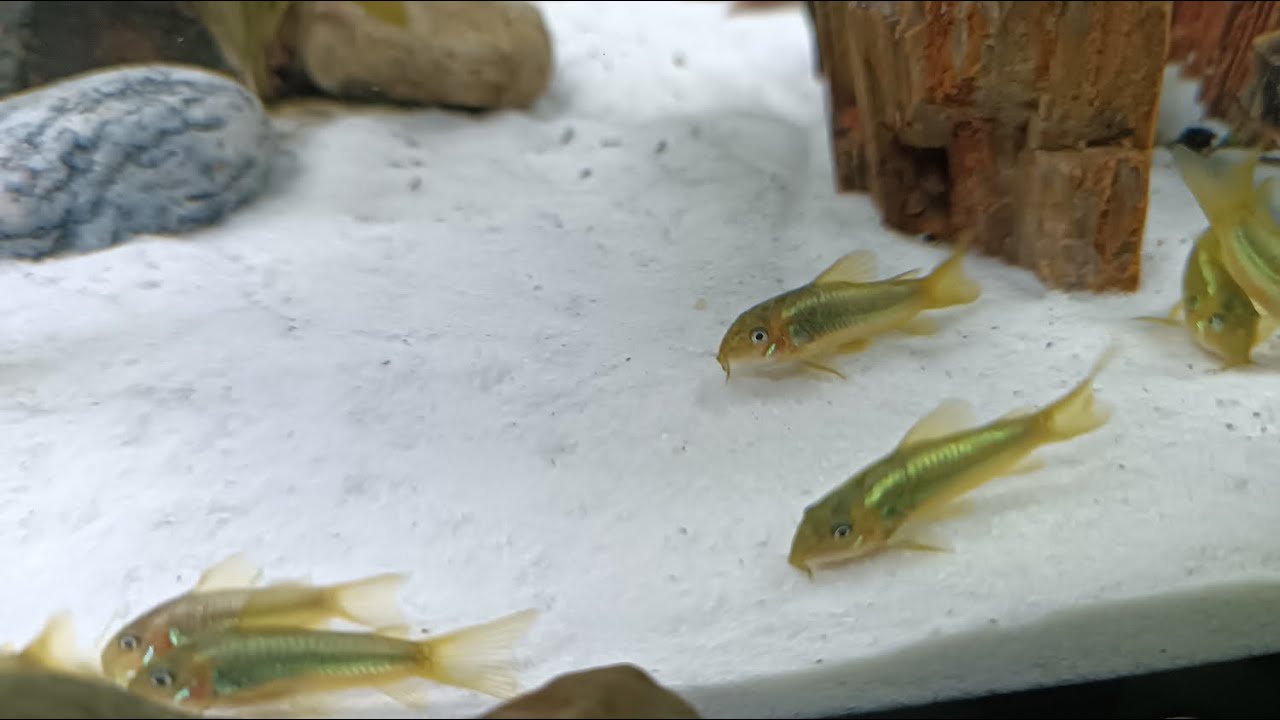 Karmienie Kirys&oacute;w Green Laser (CW009) - Feeding Corydoras Green Laser.