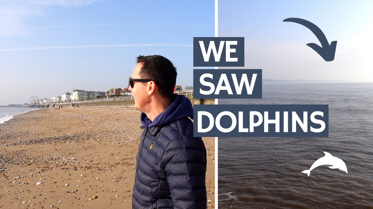 WE SAW DOLPHINS IN BRIDLINGTON