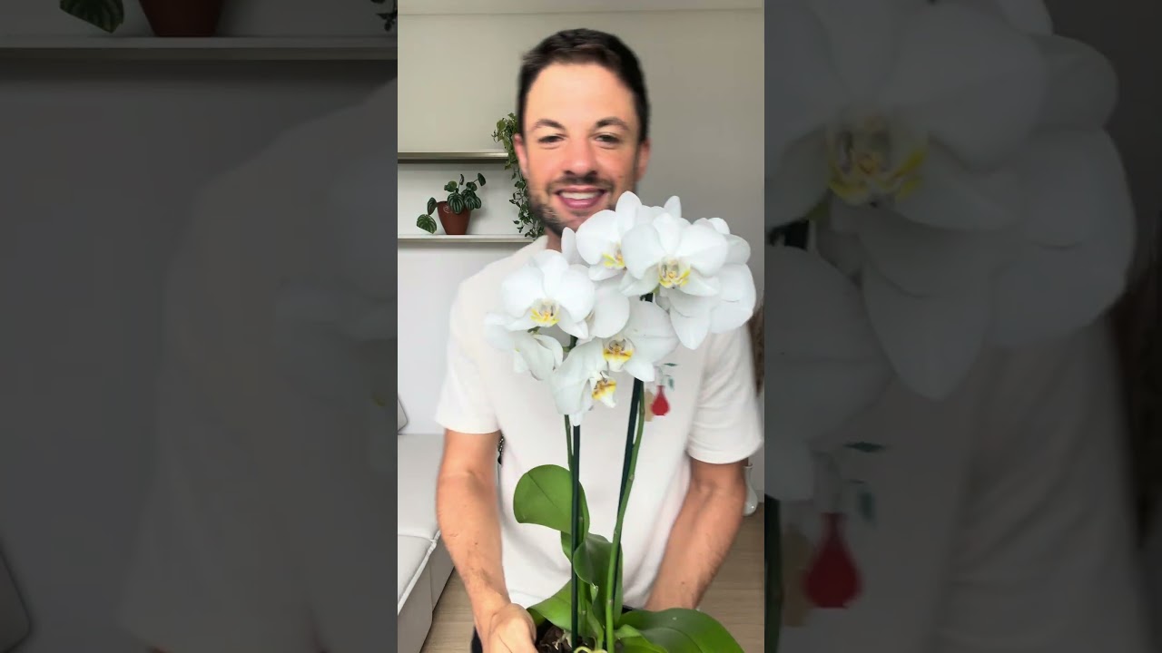 1 M&ecirc;s depois de plantar a Orqu&iacute;dea no Planti&ecirc; Auto Irrig&aacute;vel