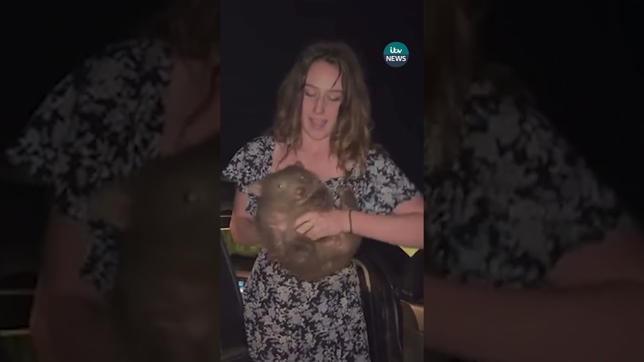 American tourist who 'snatched wombat' may have to leave Australia  #itvnews