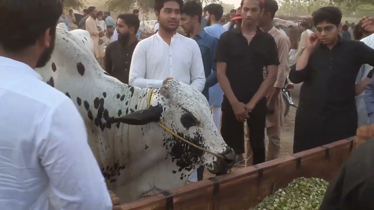 Friday update Mandi 2k25 | Mandi ma mall aa ga