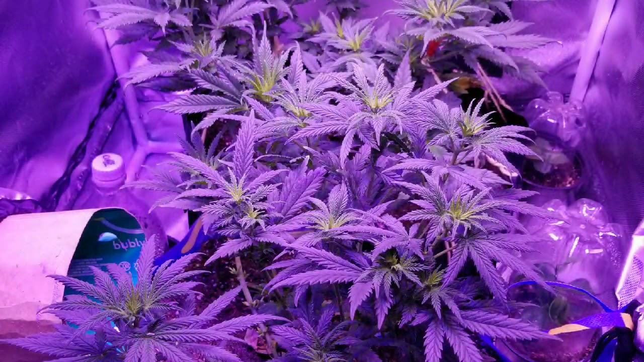 How to Start cannabis flower stage