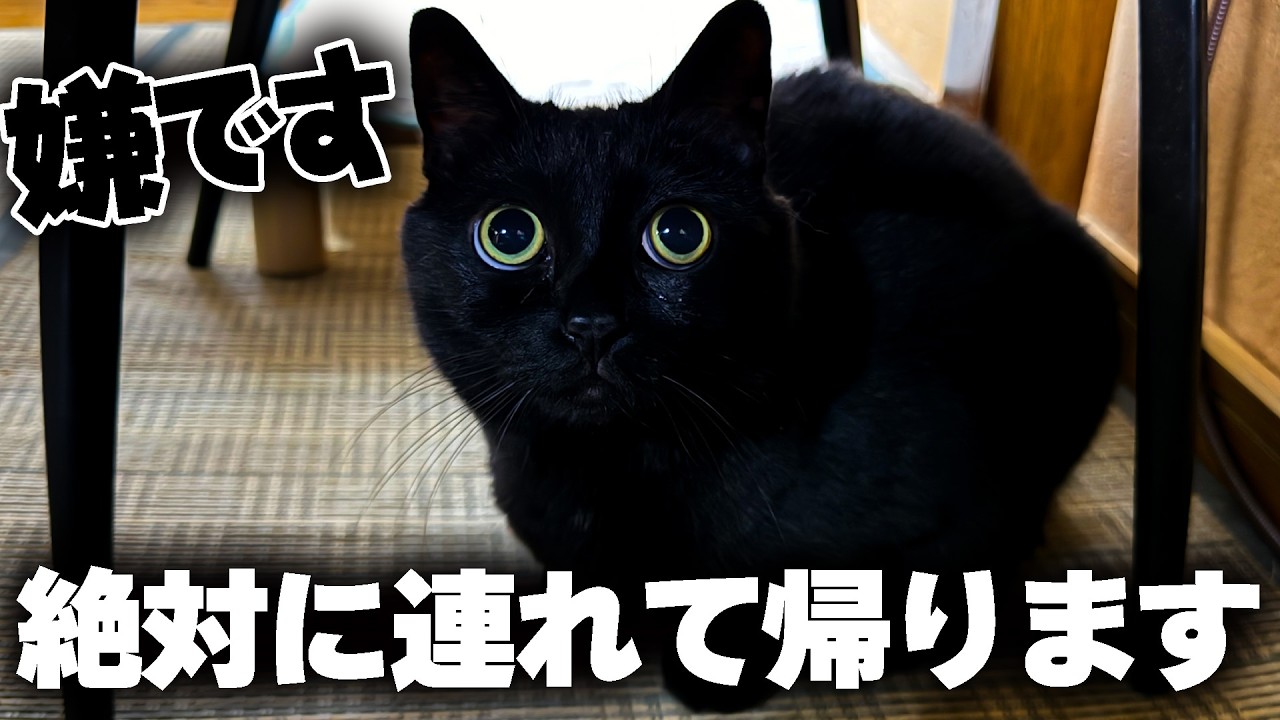 真っ黒すぎる実家の黒猫を今回こそ家に連れて帰ります。