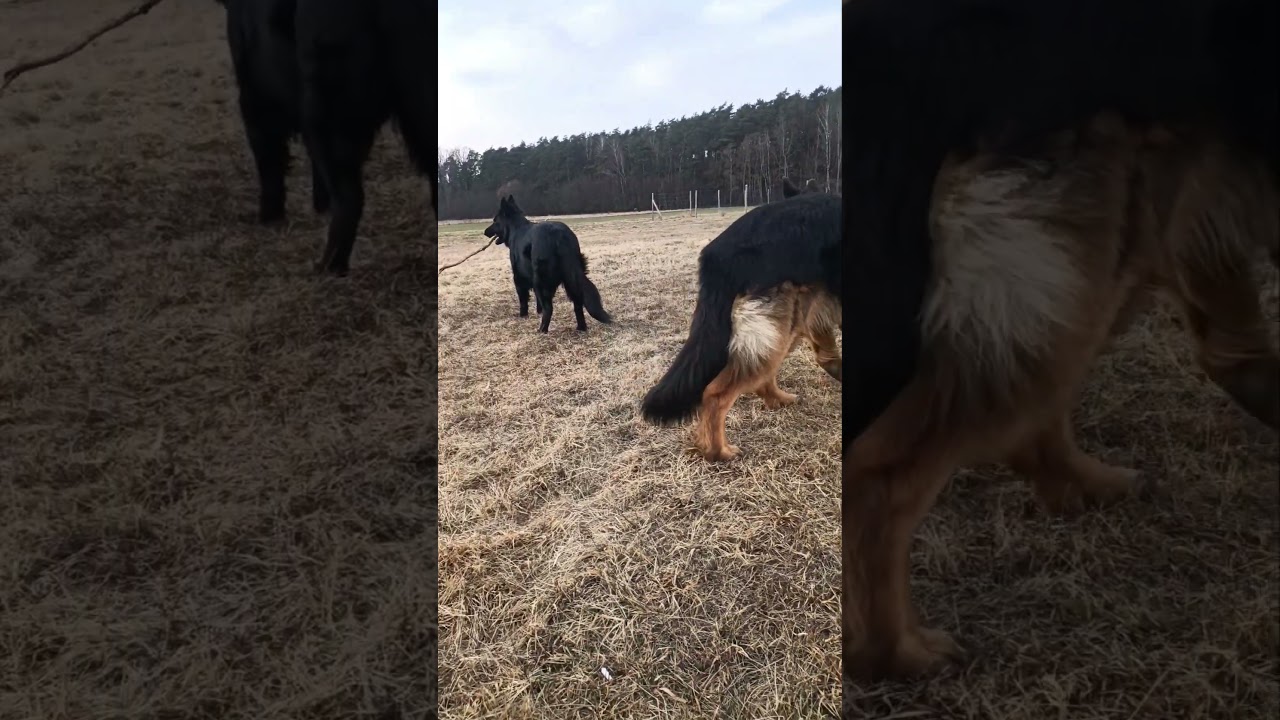 m&oacute;j patyk😂#oldgermanshepherd #germanshepherd #gsd#kochampsy #cutedog