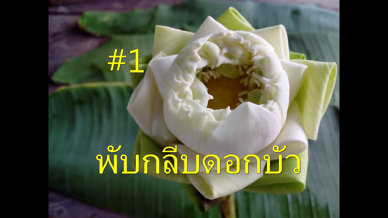 วิธีพับดอกบัว | พับดอกบัว#1