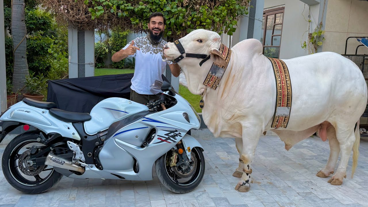 Heavy janwar ghumaney ke lye nikal gae hayabusa per 😍
