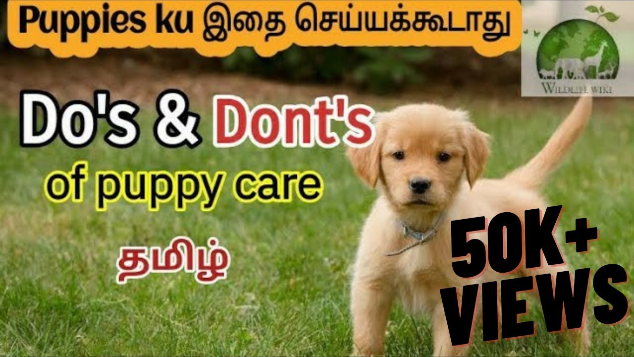 Do's and Dont's of Puppy Care tamil | Tips for puppy care | Puppy videos | puppy tips for beginners