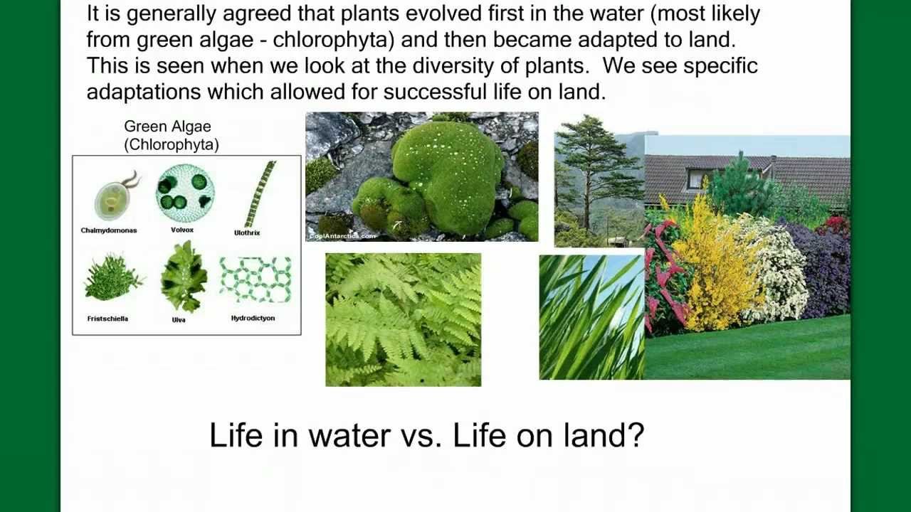 Introduction to Plant Diversity