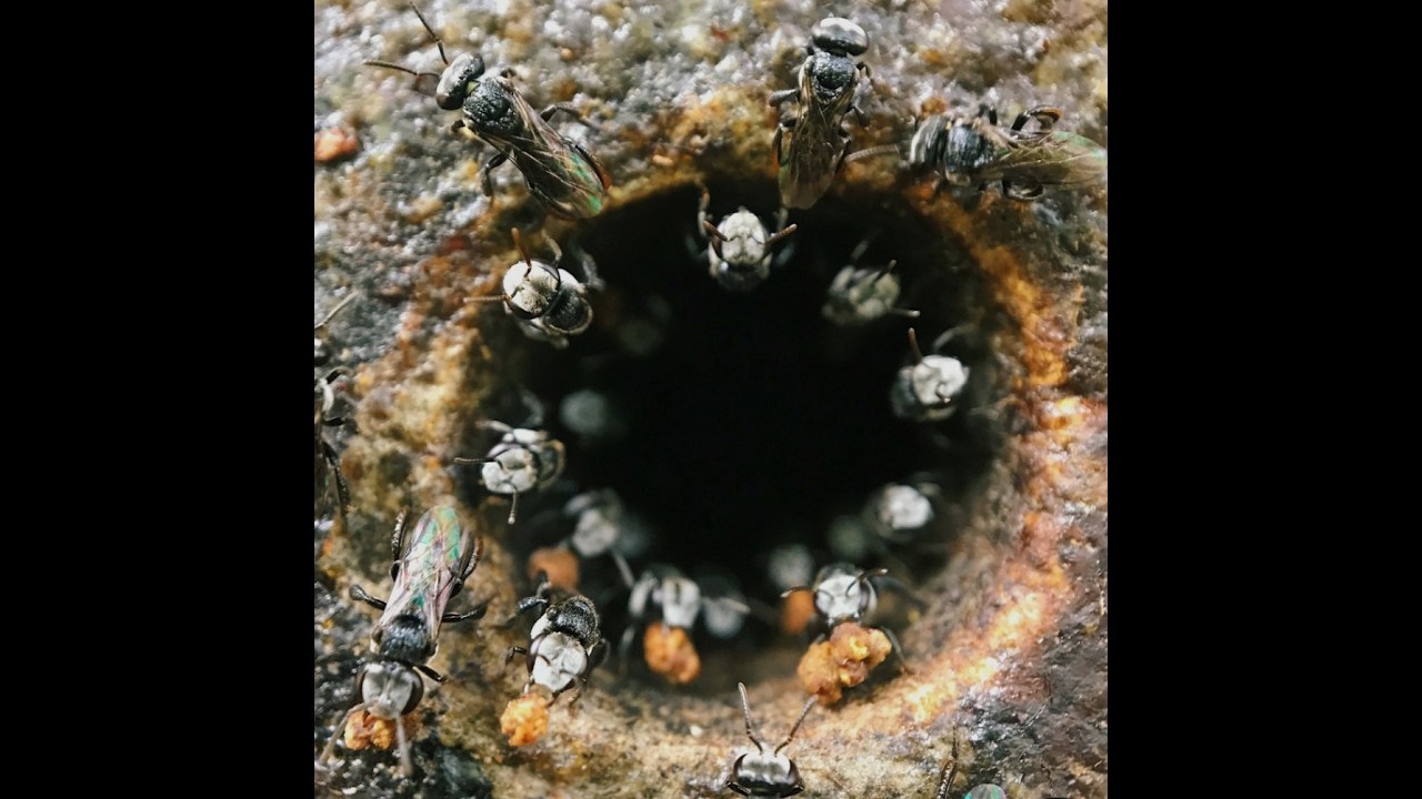 Stingless honey forming informative video (ಮುಜೆಂಟಿ ಜೇನಿನ ಕೃಷಿ)