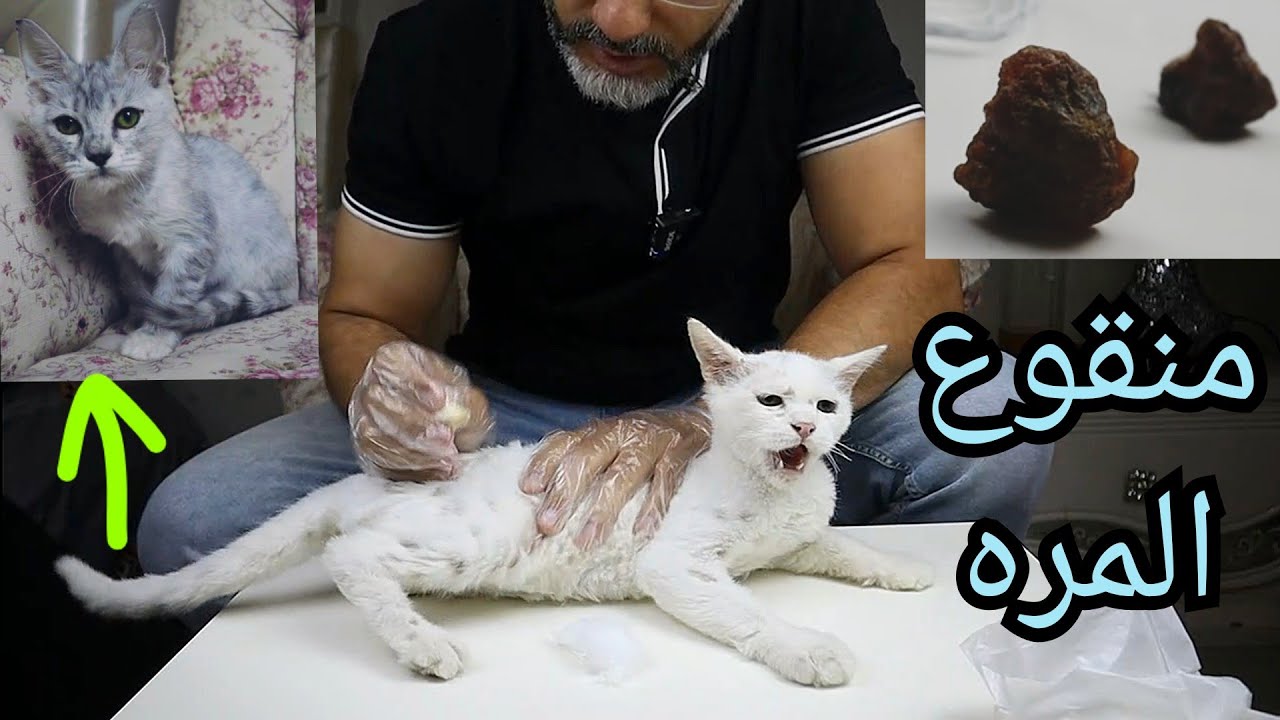 علاج فطريات القطط بمنقوع المره ... خلينا نجرب النتيجة