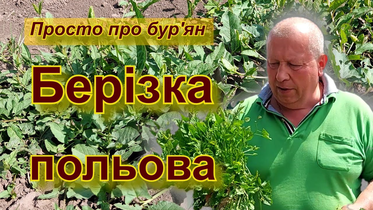 Берізка польова. Просто про бур'ян.
