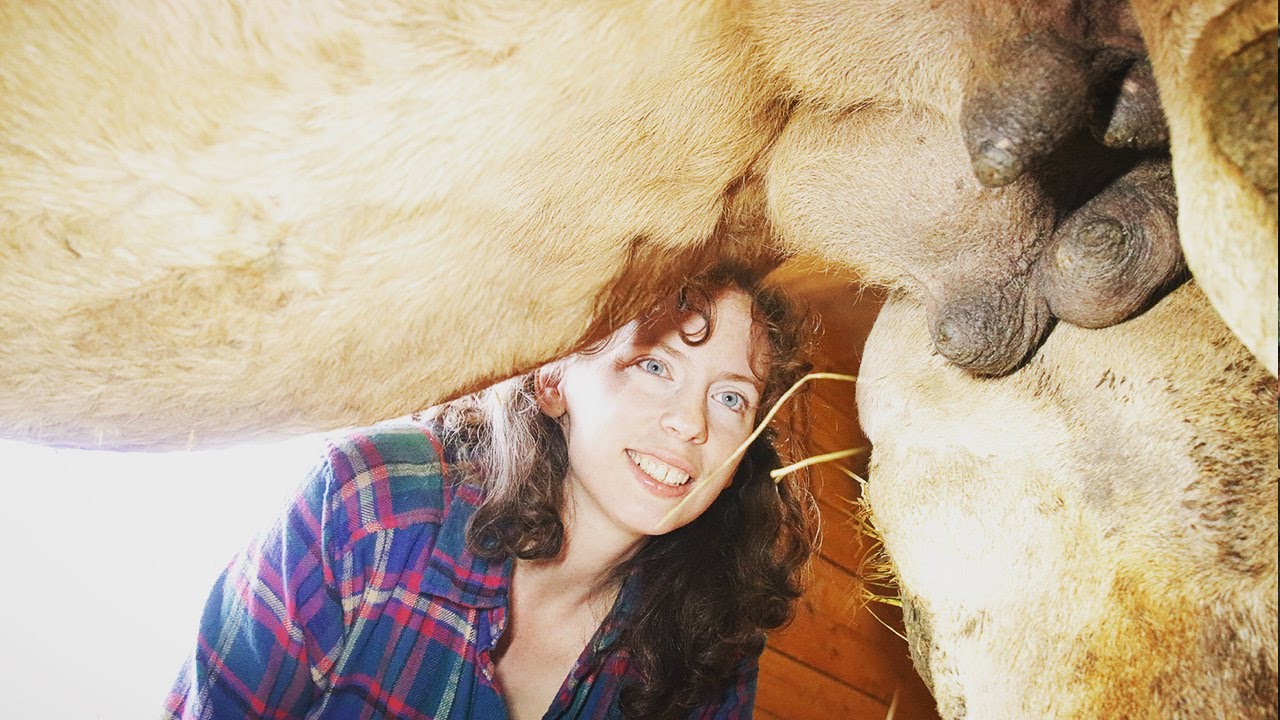 SHE MILKS A CAMEL FOR THE FIRST TIME